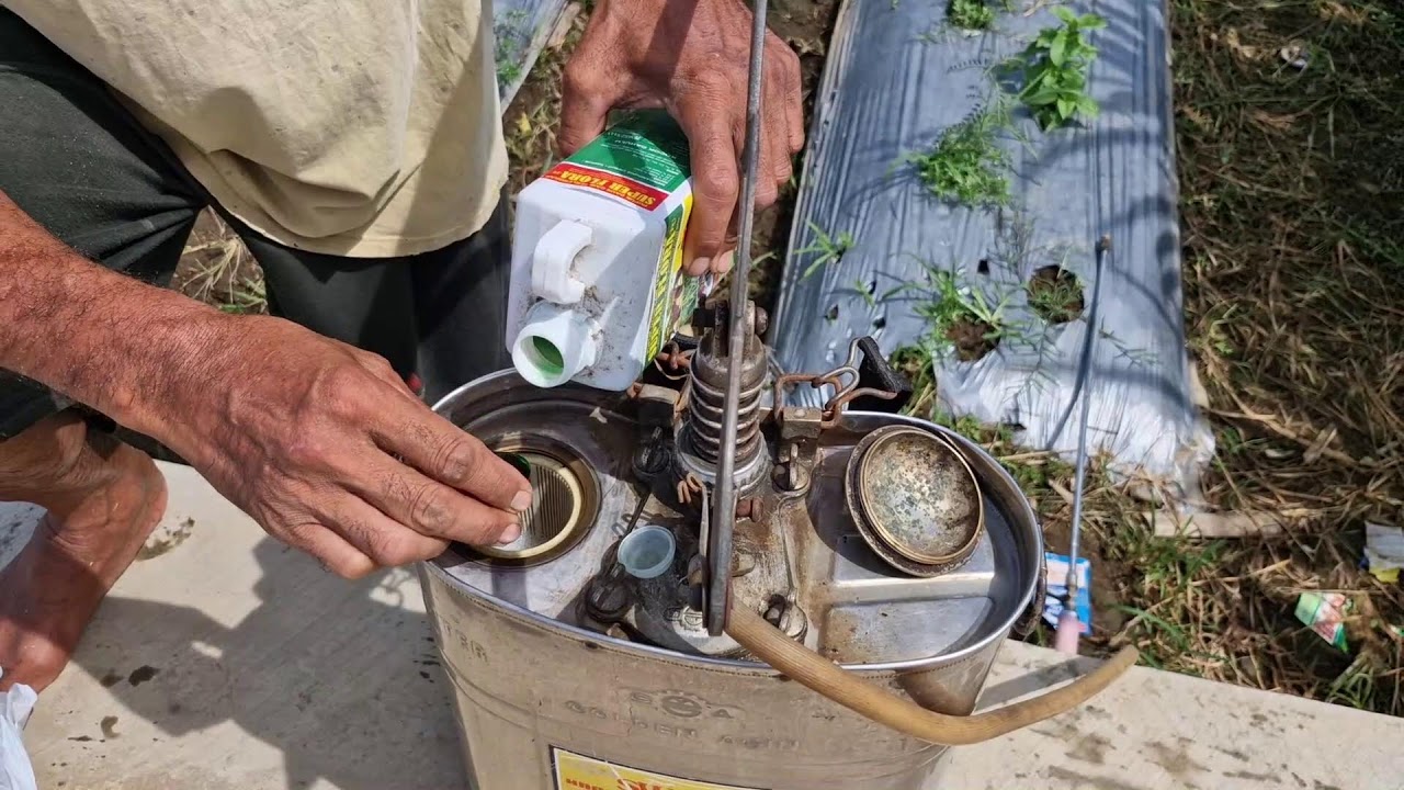 GENIUS WAY TO PREPARE AND MIX LEAF FERTILIZER WITH FUNGICIDE MANUALLY! - Agriculture Farming