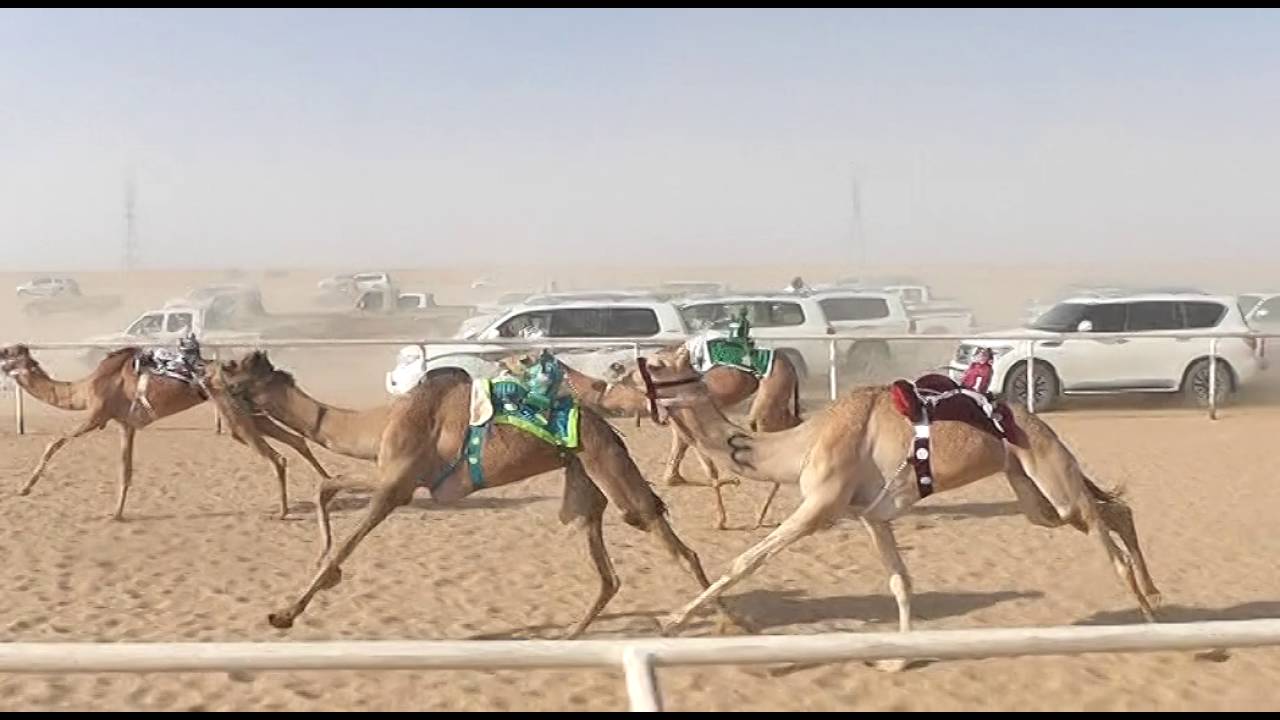 9\الشوط1\4ك\بكارلقايا\نجوم\علي بن محمدال فطيح
