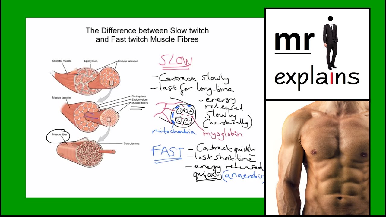 mr i explains: The Difference between Slow Twitch and Fast Twitch Muscle Fibres