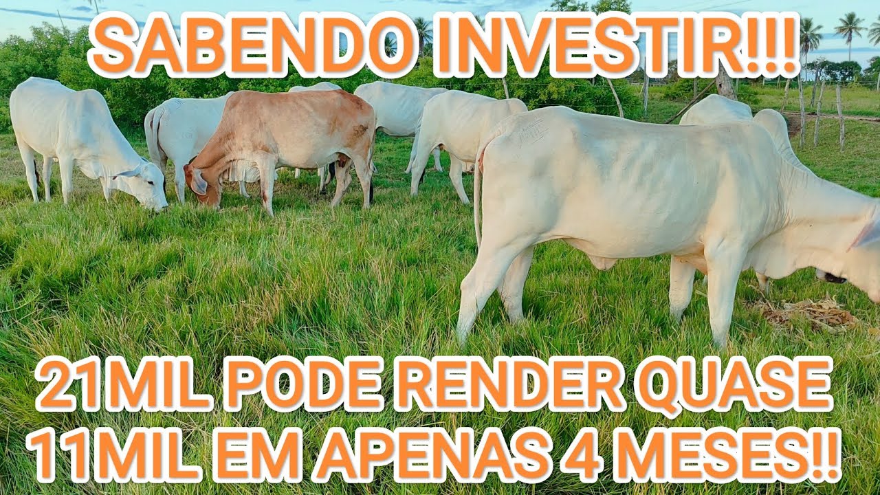 OPORTUNIDADE DE GANHAR DINHEIRO NA PECUÁRIA!! ONDE POUCOS INICIANTES INVESTEM!!!!