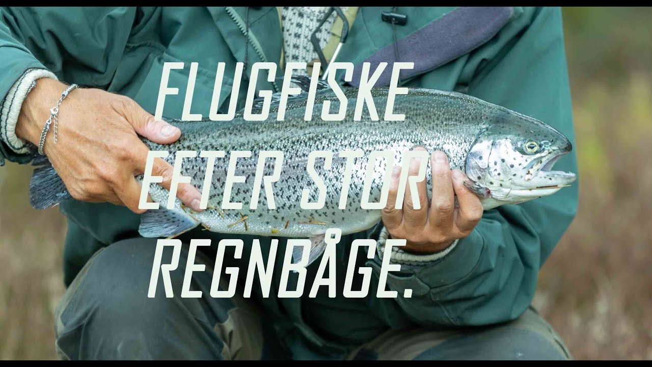 Flugfiske efter stor regnbåge.
