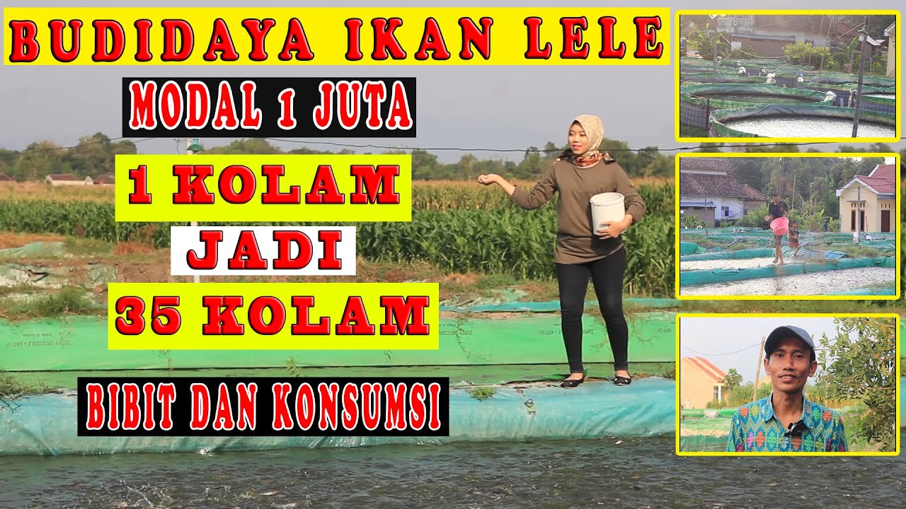 TIPS SUKSES BUDIDAYA IKAN LELE - MODAL 1 JUTA ??? BISA DONG !!! - DARI 1 KOLAM MENJADI 35 KOLAM