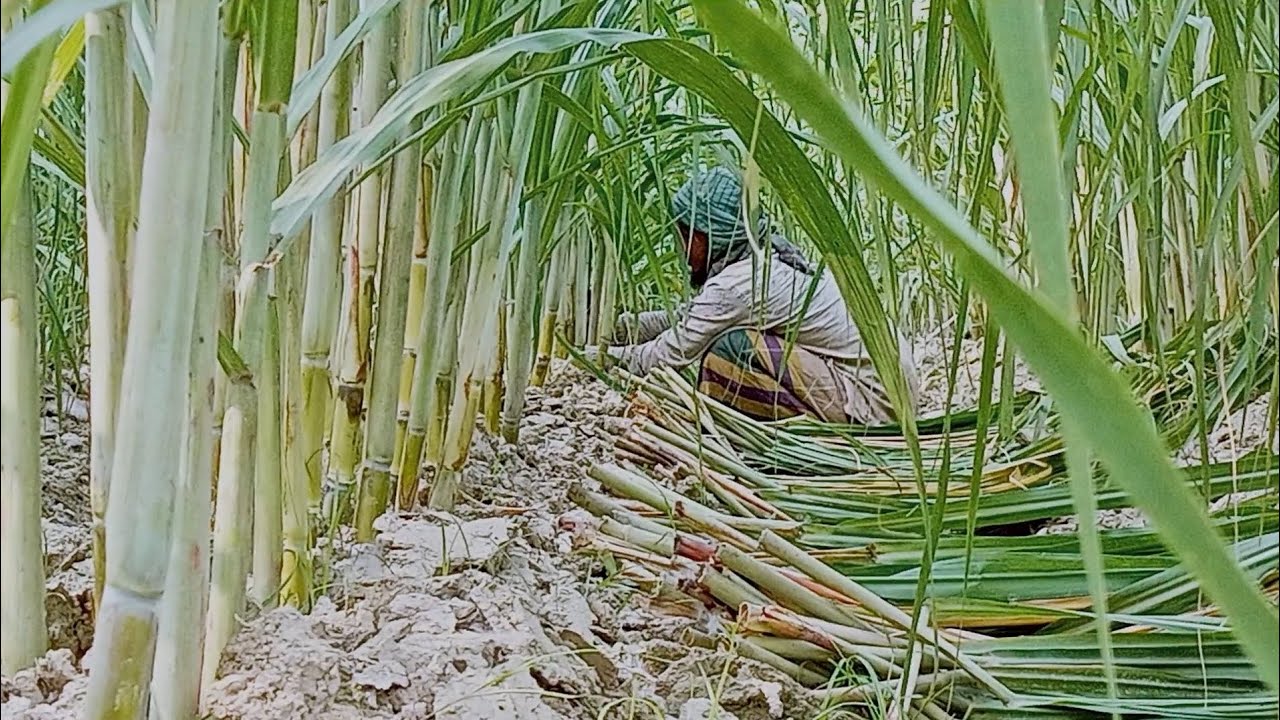 আখের পাতা ভাঙ্গা হচ্ছে || চলুন দেখে নেই || টেনাইয়া আখ || গ্রামের কৃষি || Gramer Krishi || আখের জমি |