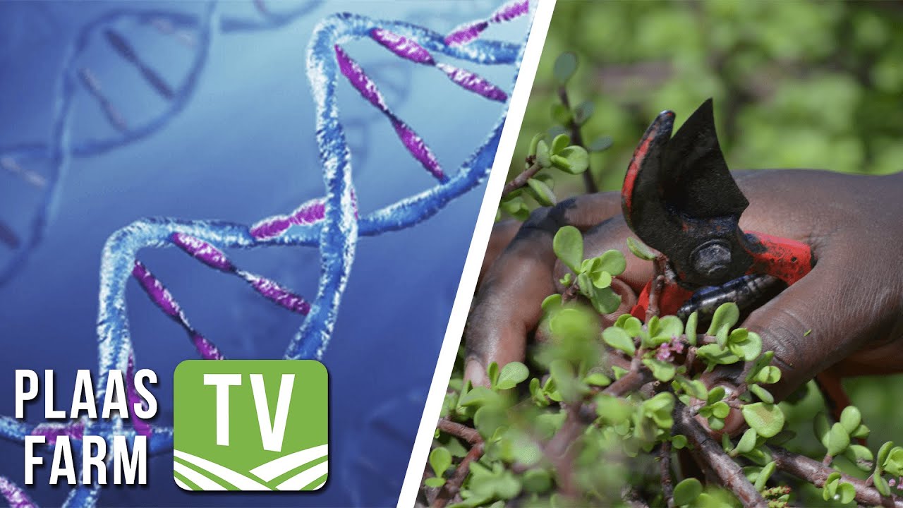 Plaas TV / Farm TV 24 March: Biotechnology as tool in agriculture / Spekboom project in Eastern Cape