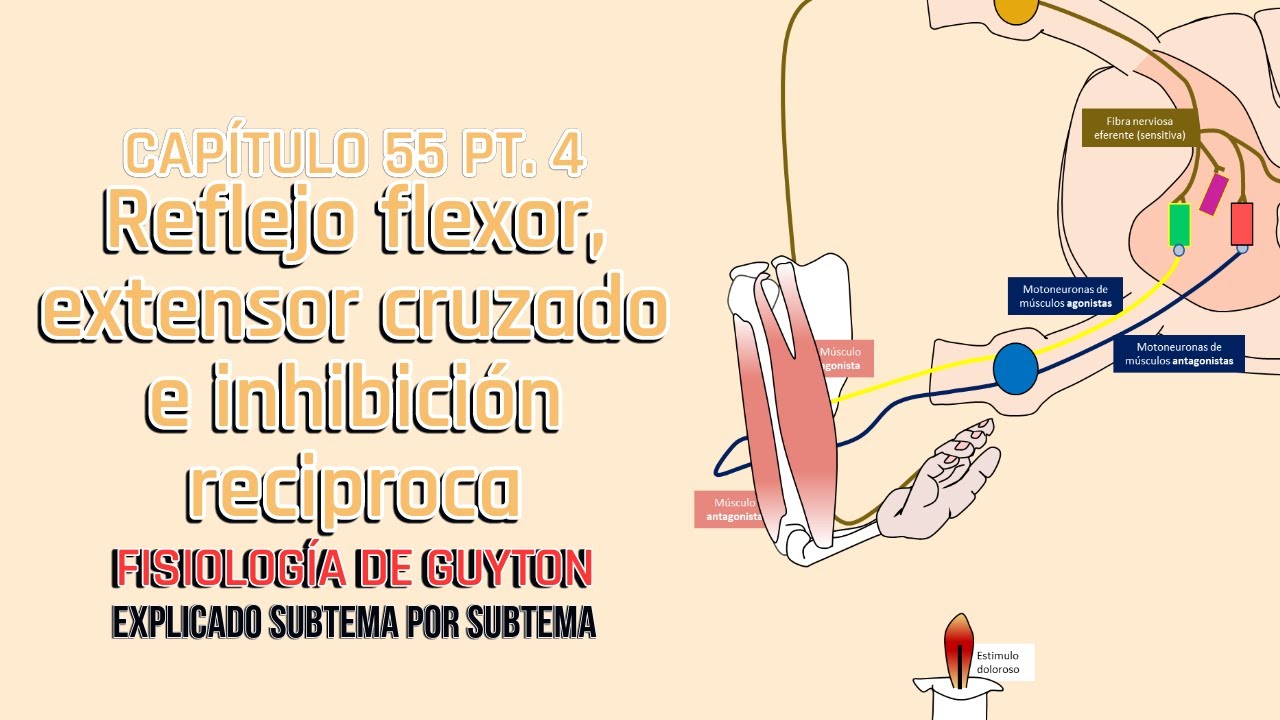 CAP 55 4/5: Reflejo flexor, reflejo extensor cruzado e inhibición reciproca l Fisiología de Guyton