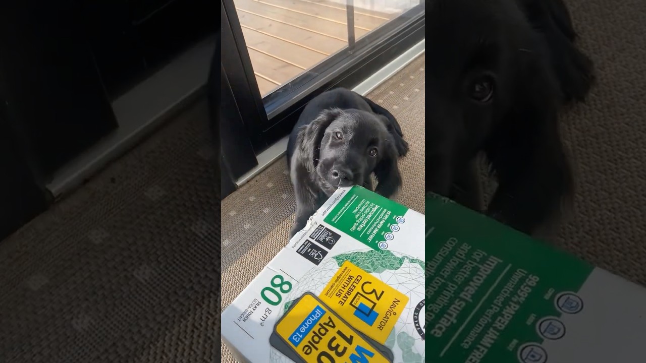 Kenzo&rsquo;s review of this box: 10/10, very chewable 📦🐾 #puppy  #PuppyApproved #FlatCoatedRetriever