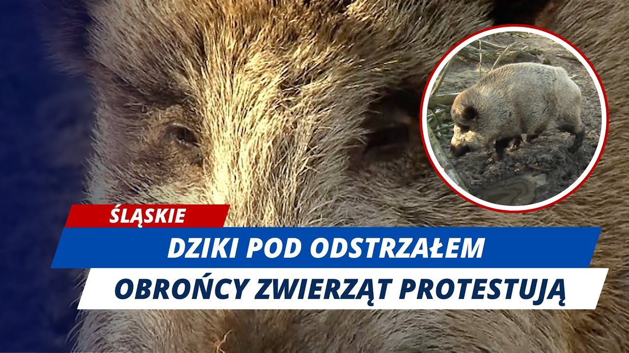 DZIKI ATAKUJĄ, LUDZIE PROTESTUJĄ! Sp&oacute;r o odstrzał dzik&oacute;w