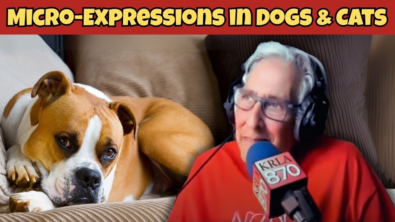 Dogs’ Secret Faces, Barking Fixes & Cat Drama | The Pet Show