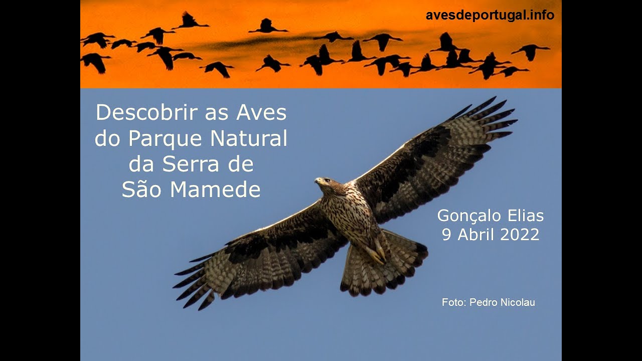 As Aves do Parque Natural da Serra de São Mamede
