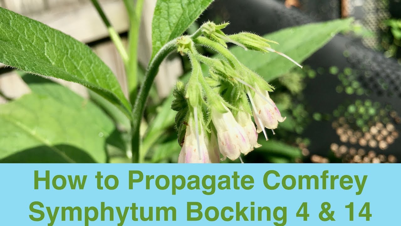 How to Propagate Comfrey Symphytum Bocking 4 & 14