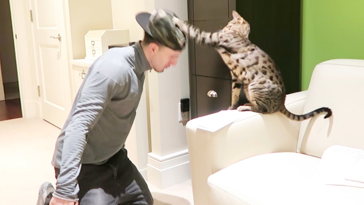 CAT ATTACK!!!