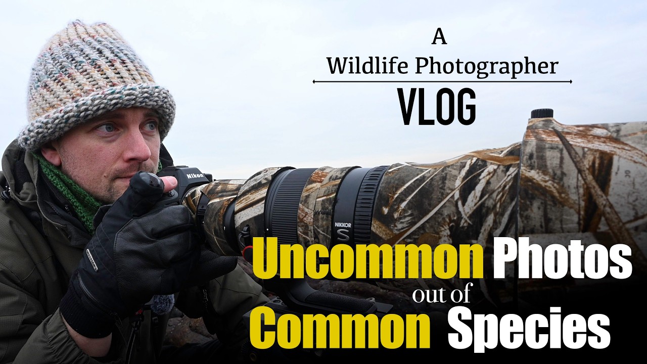 Creating Uncommon Photos of Common Species: Bird Photography along the Connecticut Coast | Nikon Z9