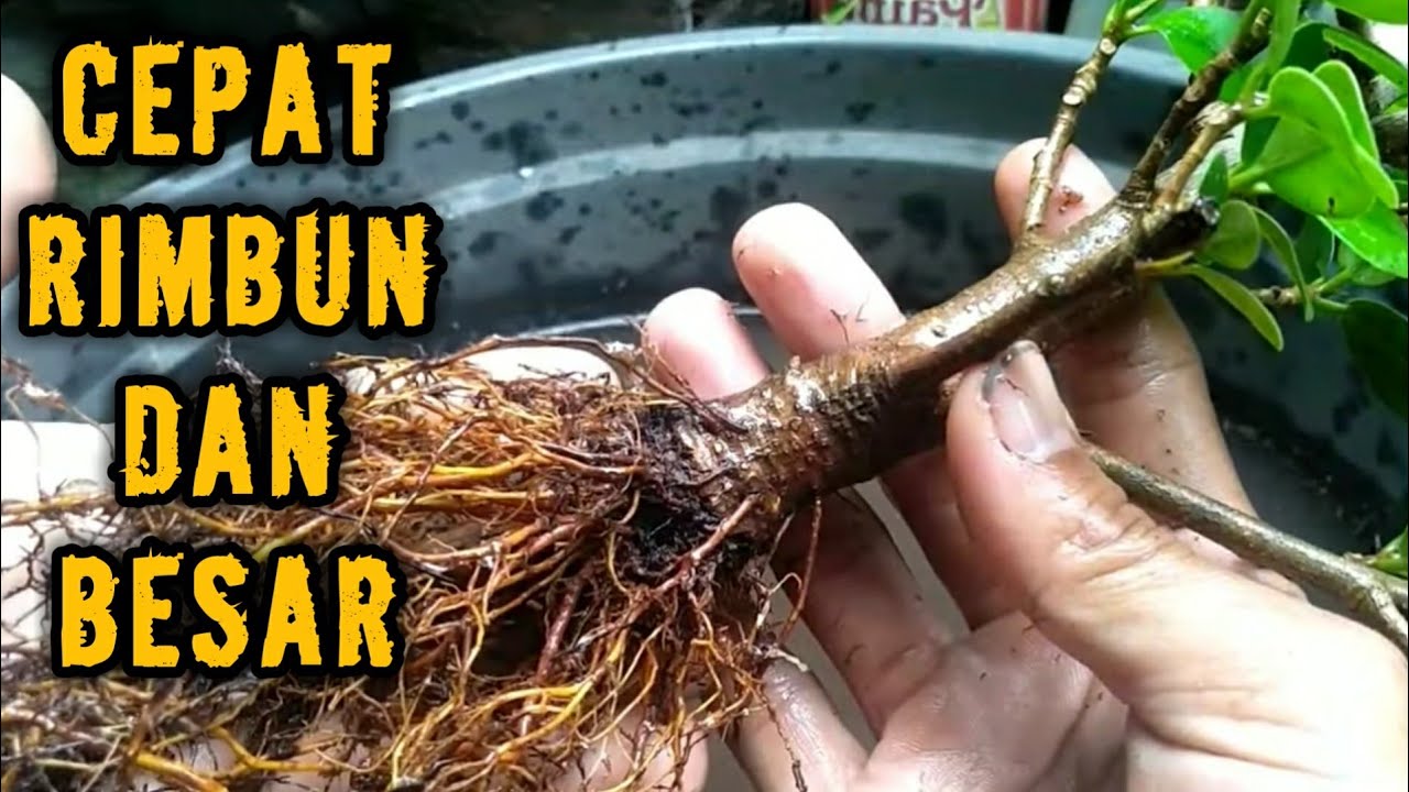 cara merimbunkan bonsai beringin dolar dan teknik pecah batang