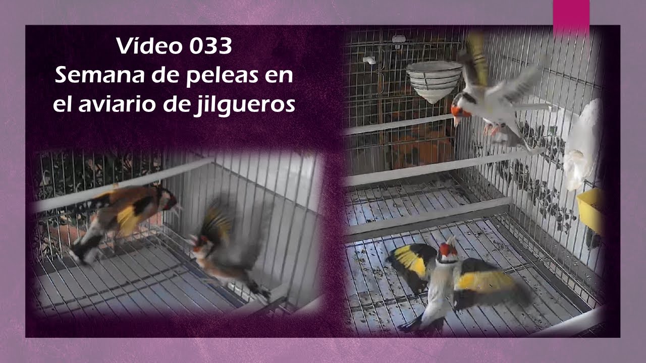 033 SEMANA DE PELEAS EN EL AVIARIO DE JILGUEROS