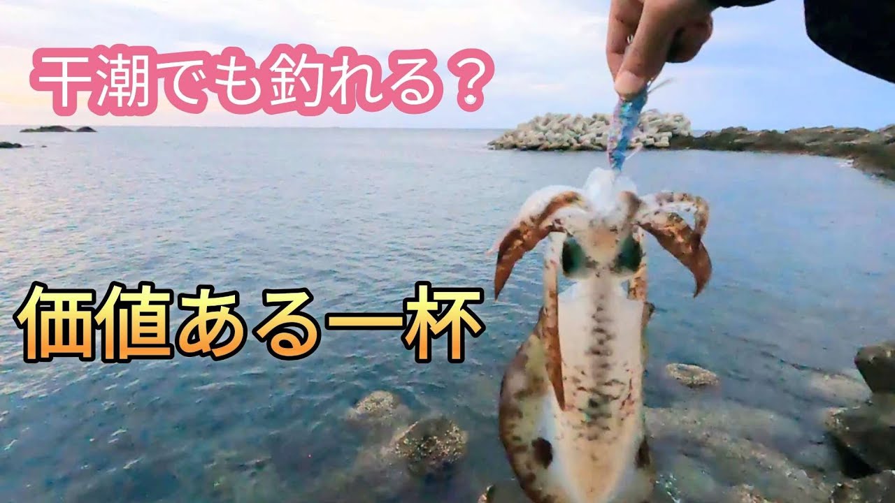 【エギング】干潮にイカは釣れるのか？！