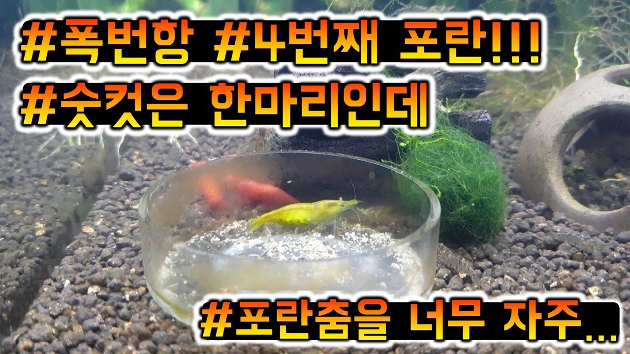 #체리새우키우기 #폭번항인가?!#4마리째포란!