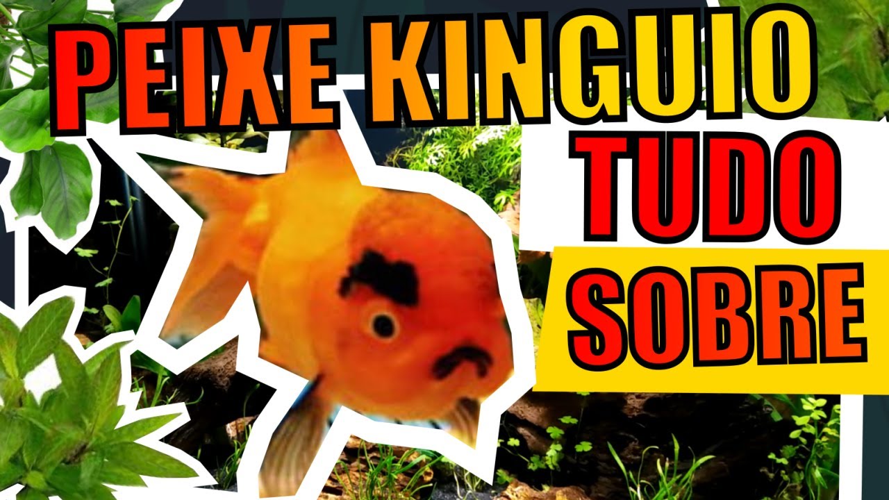 🔴KINGUIO: TUDO SOBRE ( CUIDADOS, AQU&Aacute;RIOS, ALIMENTA&Ccedil;&Atilde;O, ETC ) |Mr. Betta|