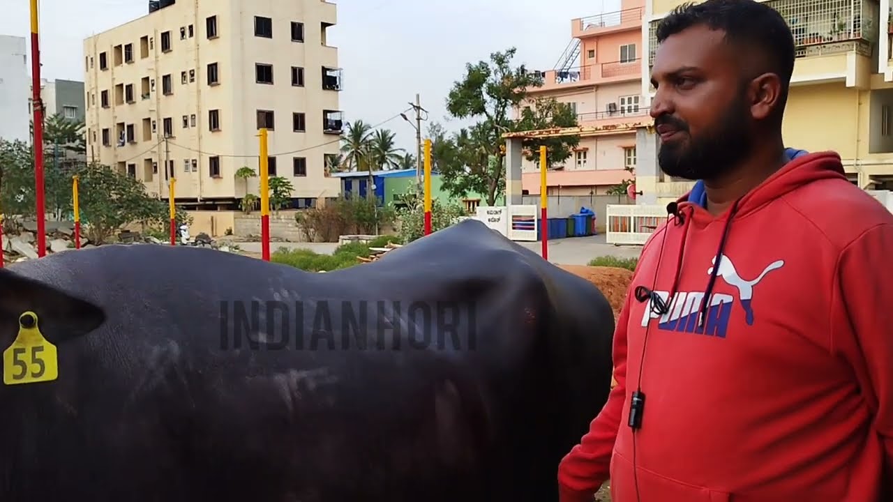 Quality Murrah Buffalo at Varthur Santhosh house in Bangaluru