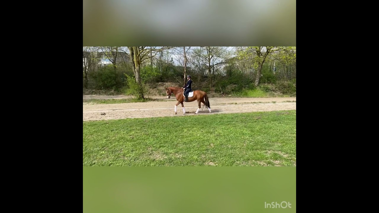 Dressurpferd von Quasar de Charry - Donnerhall // Trainingseindrücke und GGA