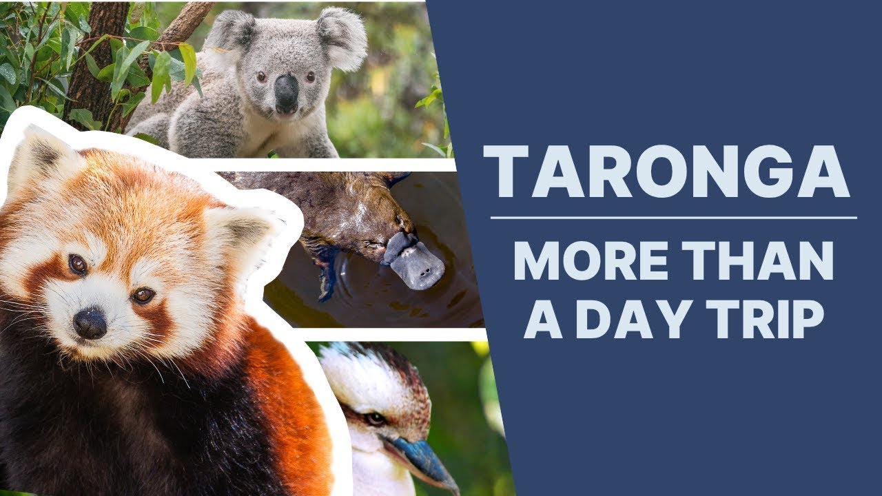 Taronga   more than a day trip
