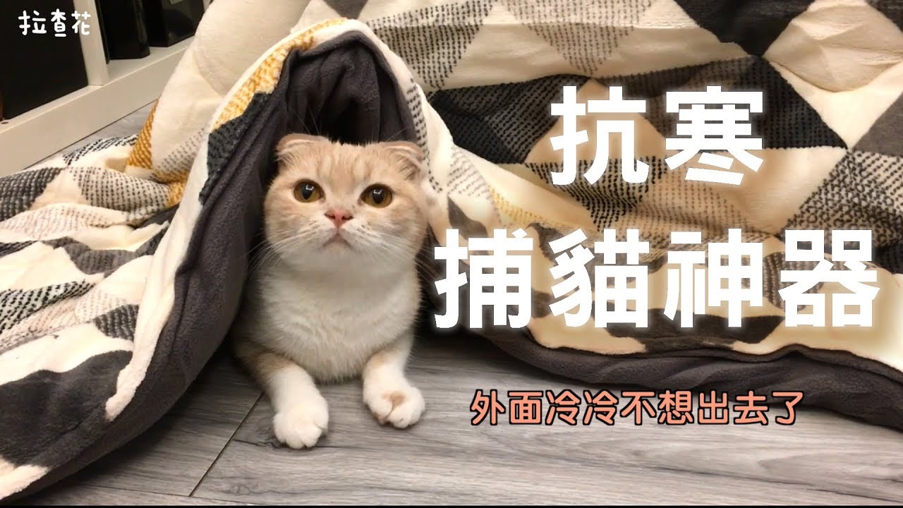 宜得利家居捕貓暖桌 &times; 拉查花