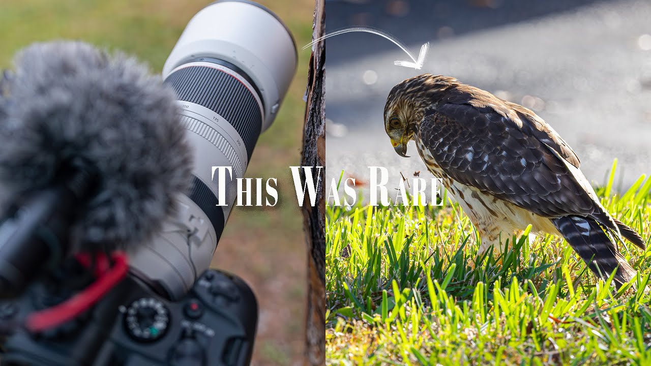 Couldn’t Believe I Filmed Simple Rare Wildlife Moments with the Canon R6 MK II