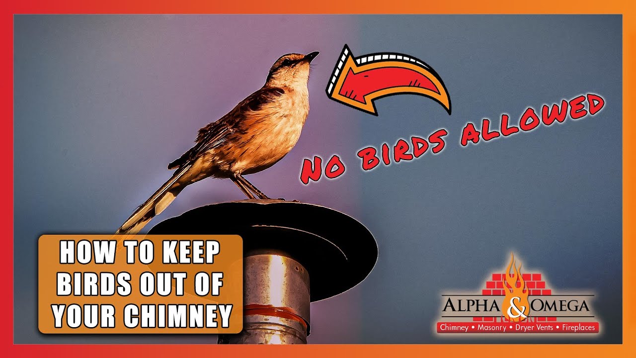 How To Keep Birds Out Of Your Chimney | Alpha & Omega