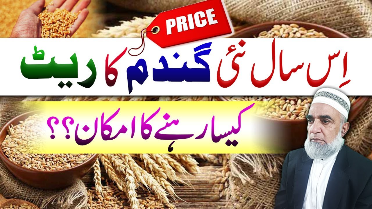 Expected Rate Forecast for Wheat Crop 2026 || Crop Reformer