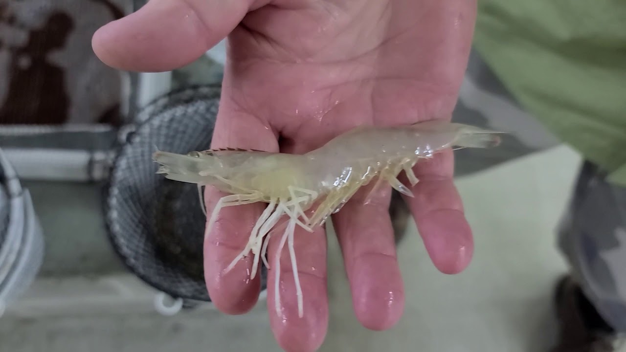 Clear Water Shrimp Farm in Neosho, MO