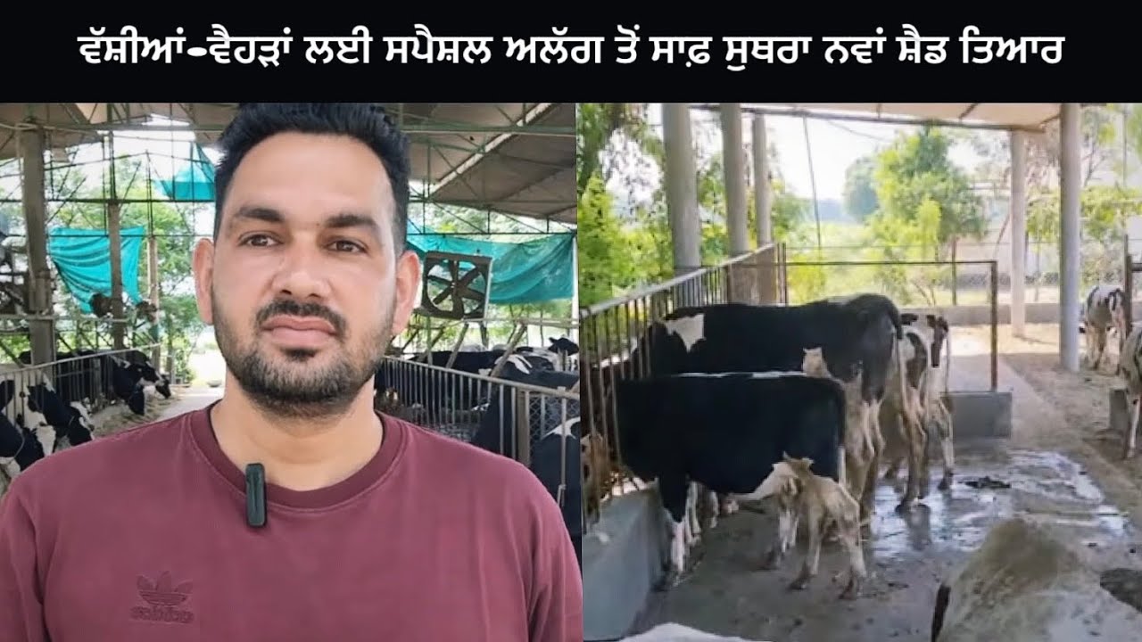 Dairy Farm Di Shurvaat Li Ghat Kharche Ch Chota Single Shed | Ardaas Farm ਆਲੇ