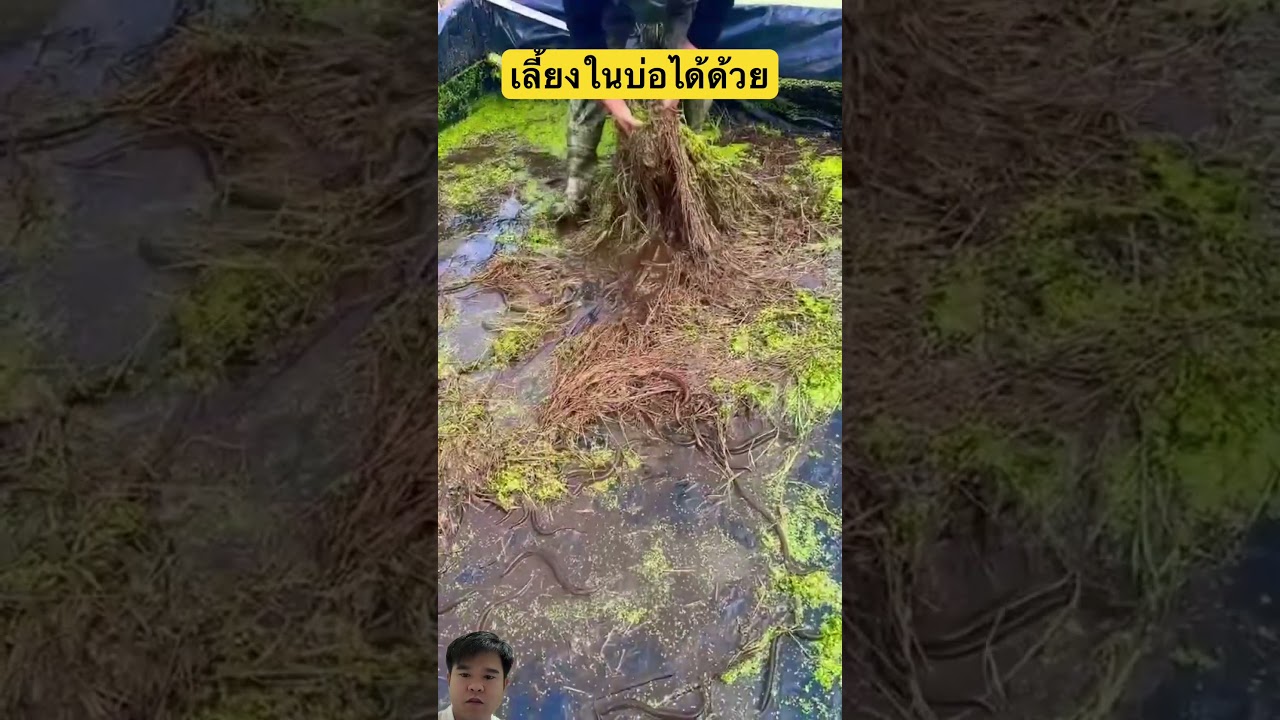 เลี้ยงในบ่อได้#shorts #youtubeshorts #shortvideo #short #viral #viralvideo #ytshort #ปลา #fishing