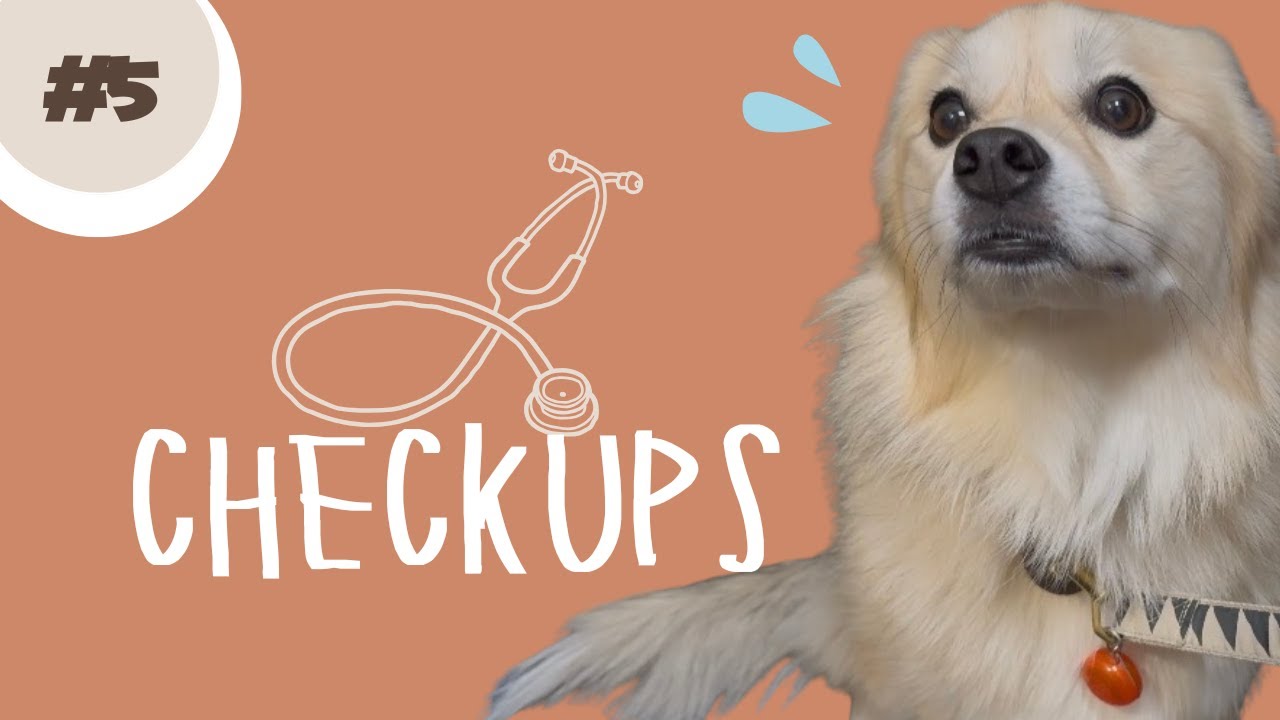 【ニケにっき】病院に行ってきたよ