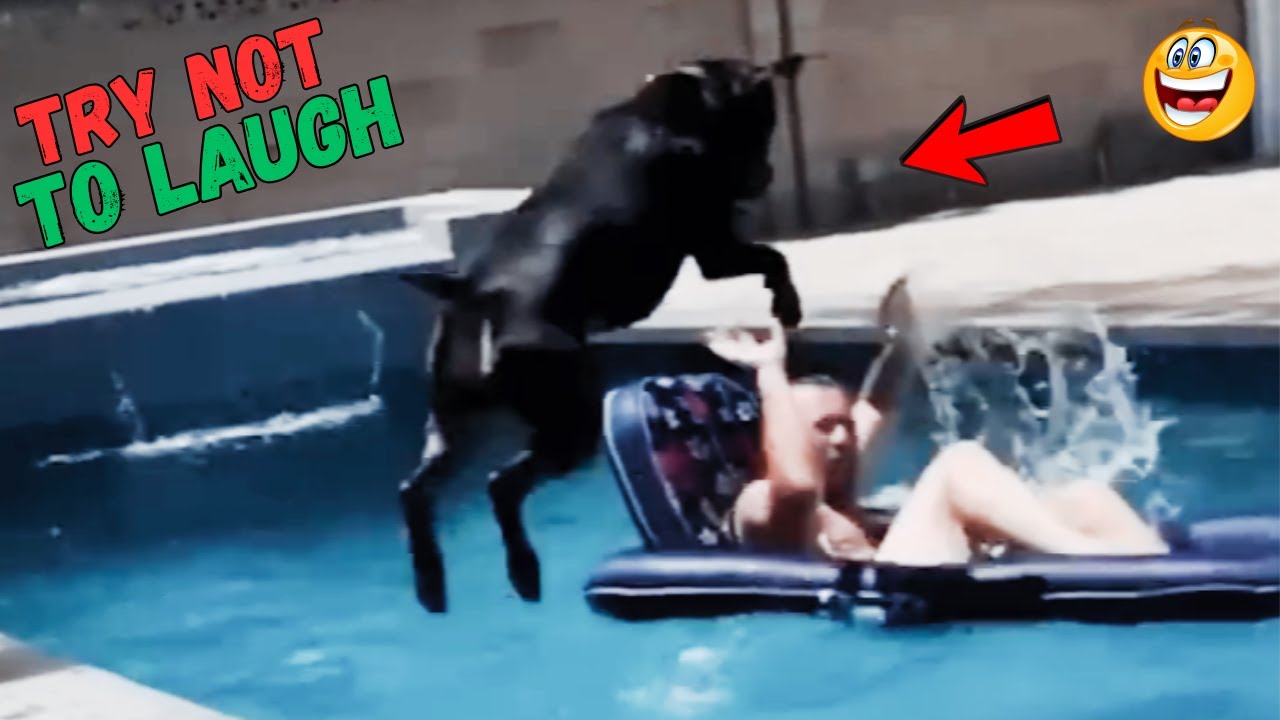 Funny & Hilarious People Life 😆Try Not to Laugh