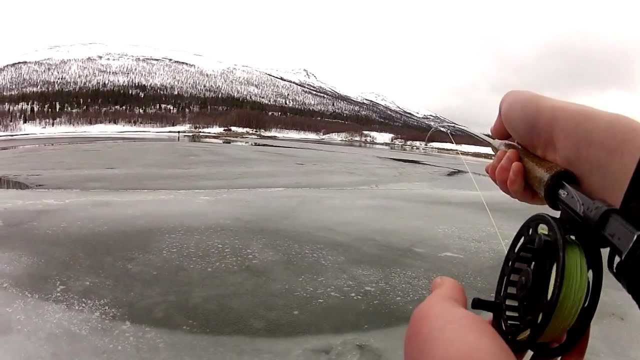 Kampen i Ransarån - Beautiful brownie caught on fly from the ice