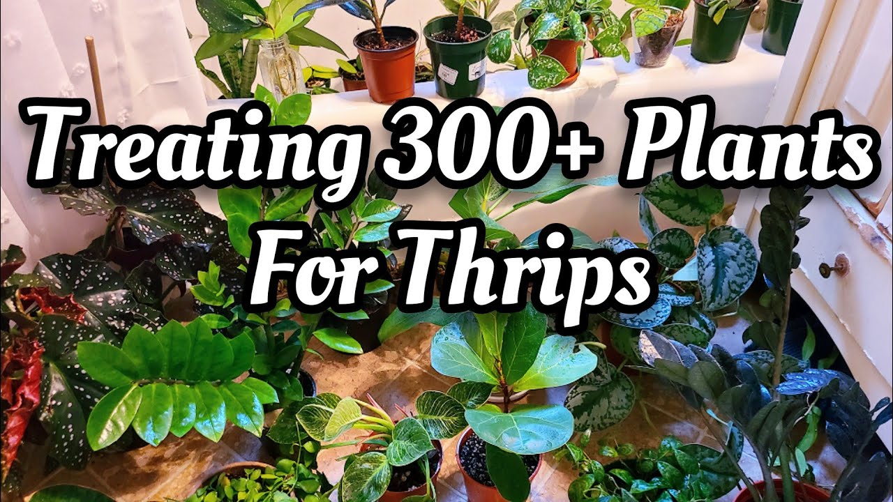 PLANT CARE VLOG | My War on Thrips | How To Recognize & Kill Pests ☠