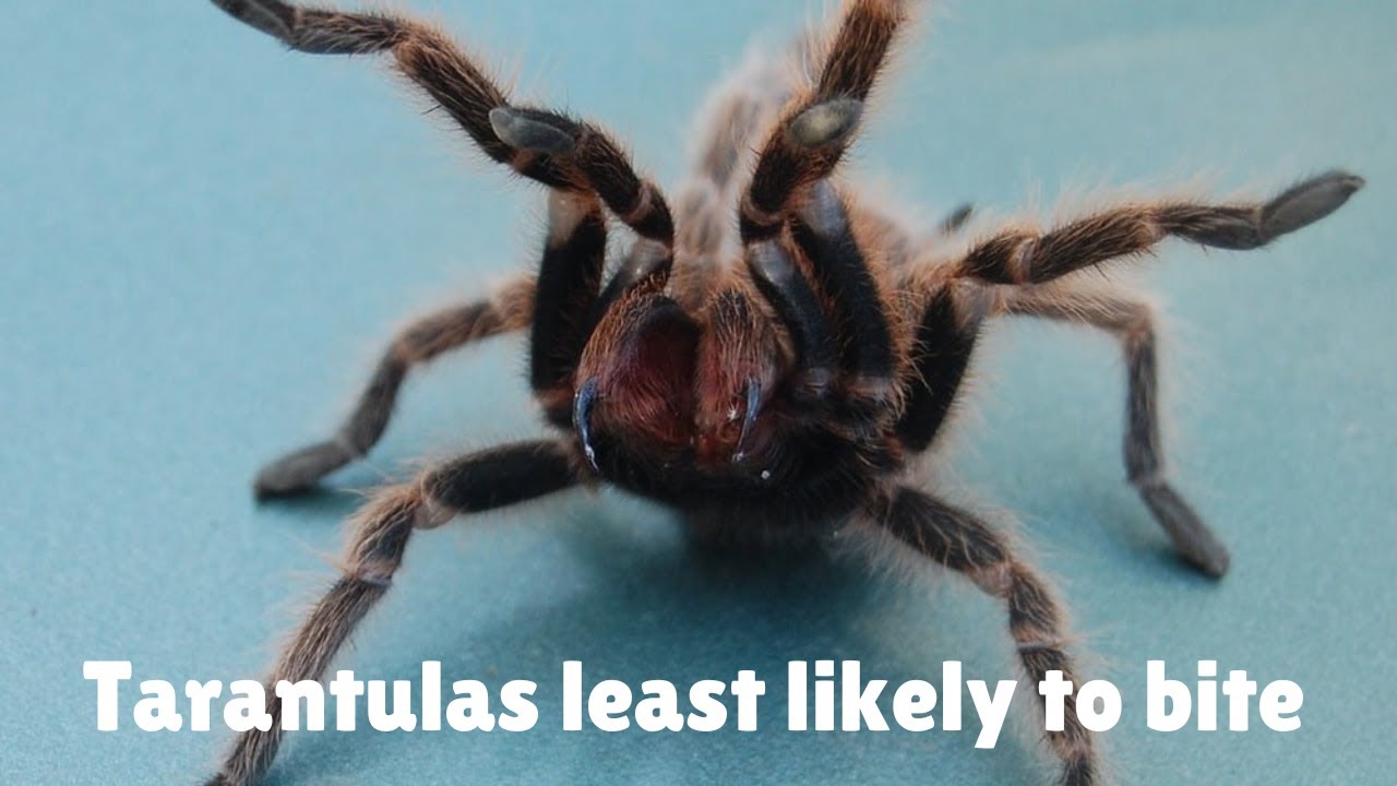 Which Tarantulas Are The Least Likely To Bite?