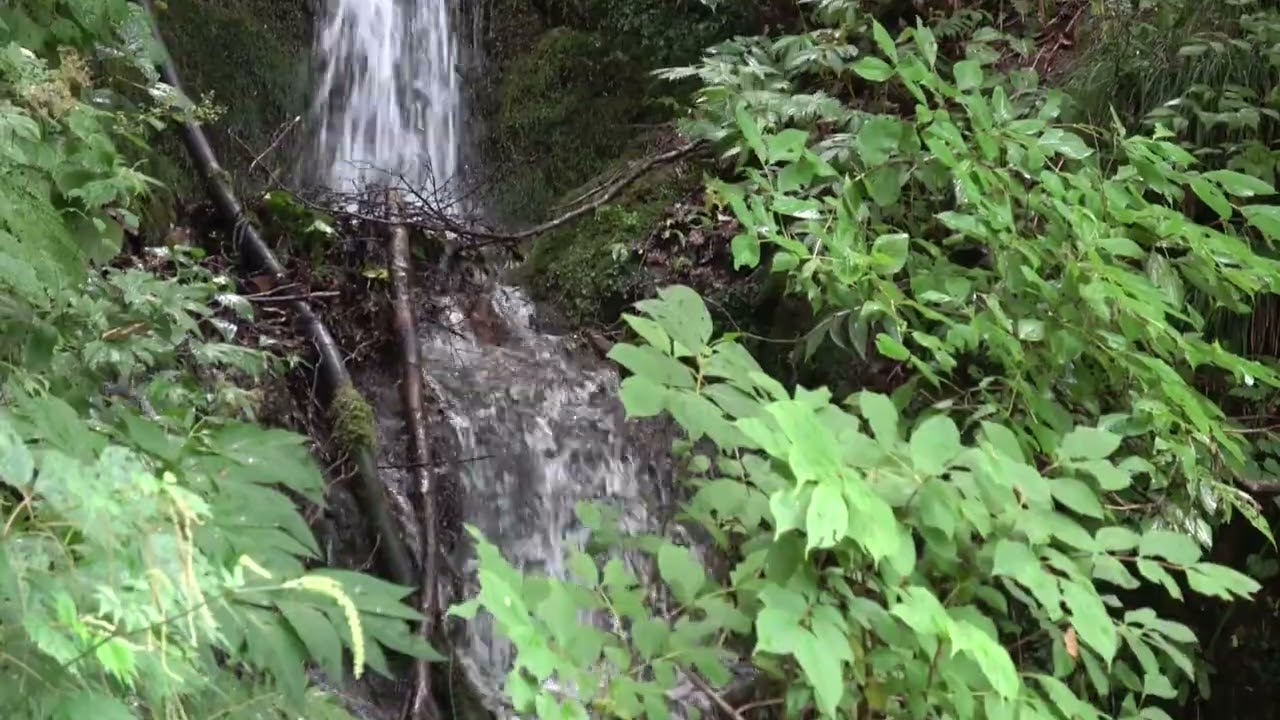 白神山地へ