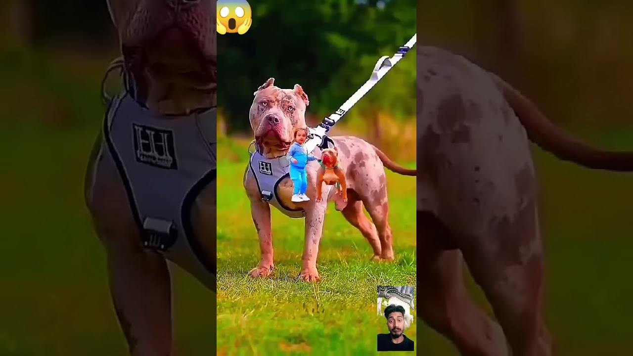 KING BREEDS. #pitbull #pitbulll #americanbully #pets #animals #dog #doglover