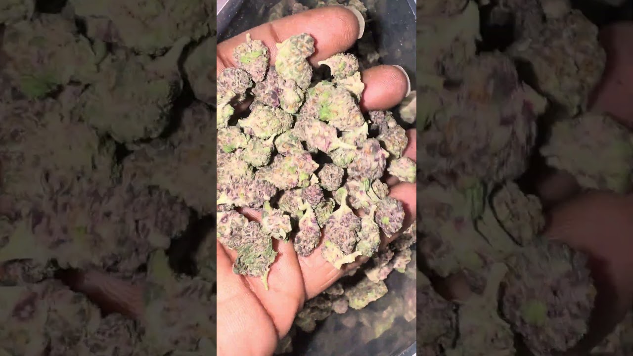 Grape Ape против Master Kush 🍇🔥 Сравнение мелких соцветий THCA в условиях выращивания в помещении...