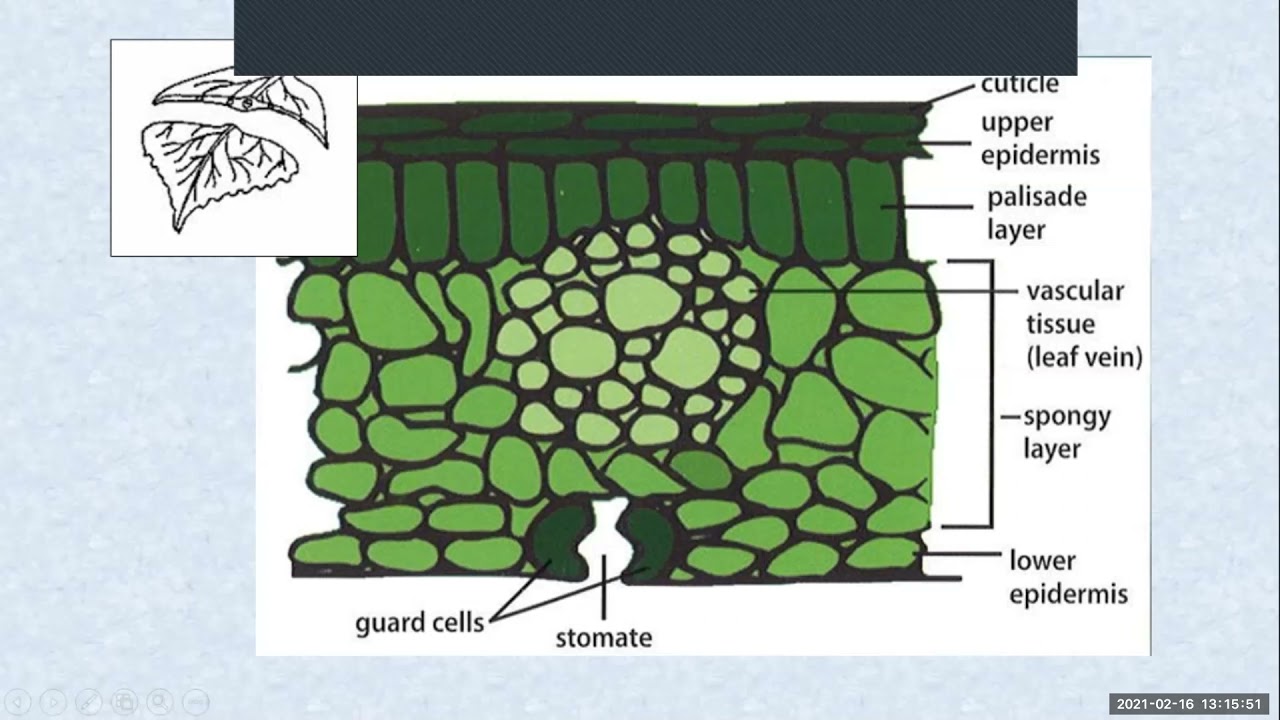 Tree Biology