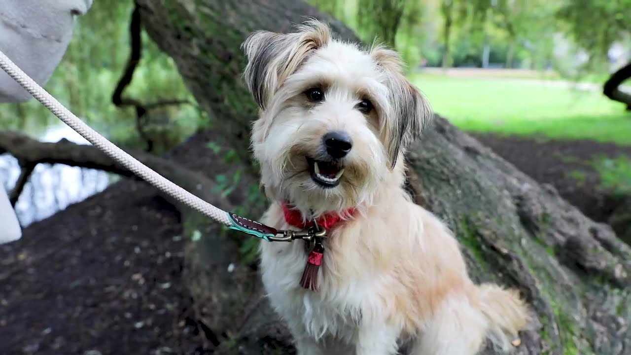 Dog with a Mission (DWAM) - Forest Hill Collection - New Boho Dog Collars.