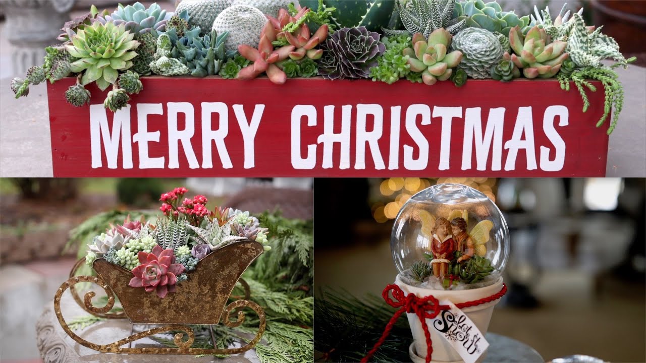 3 Christmas Themed Succulent Arrangements! 🌿