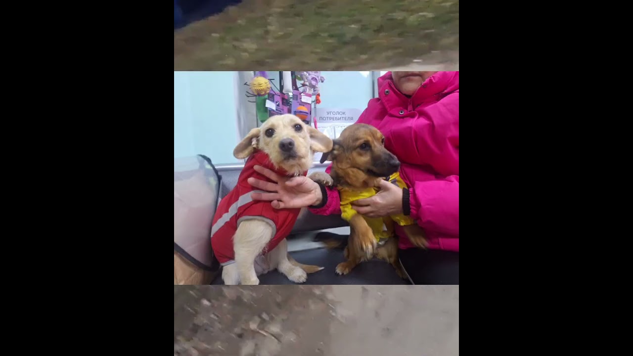 УРА, ВСЕ ДОЛГИ ЗАКРЫЛИ👍  Кошачьи приветы🐈🐈