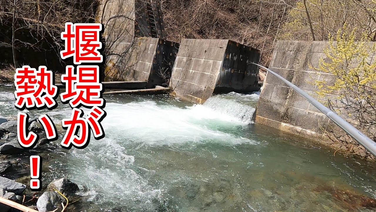 【渓流釣り】やはり堰堤は良く釣れる！
