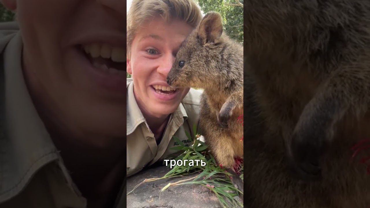 Самое счастливое животное на Земле: кто такая квокка и почему она всегда улыбается #quokka #квокка