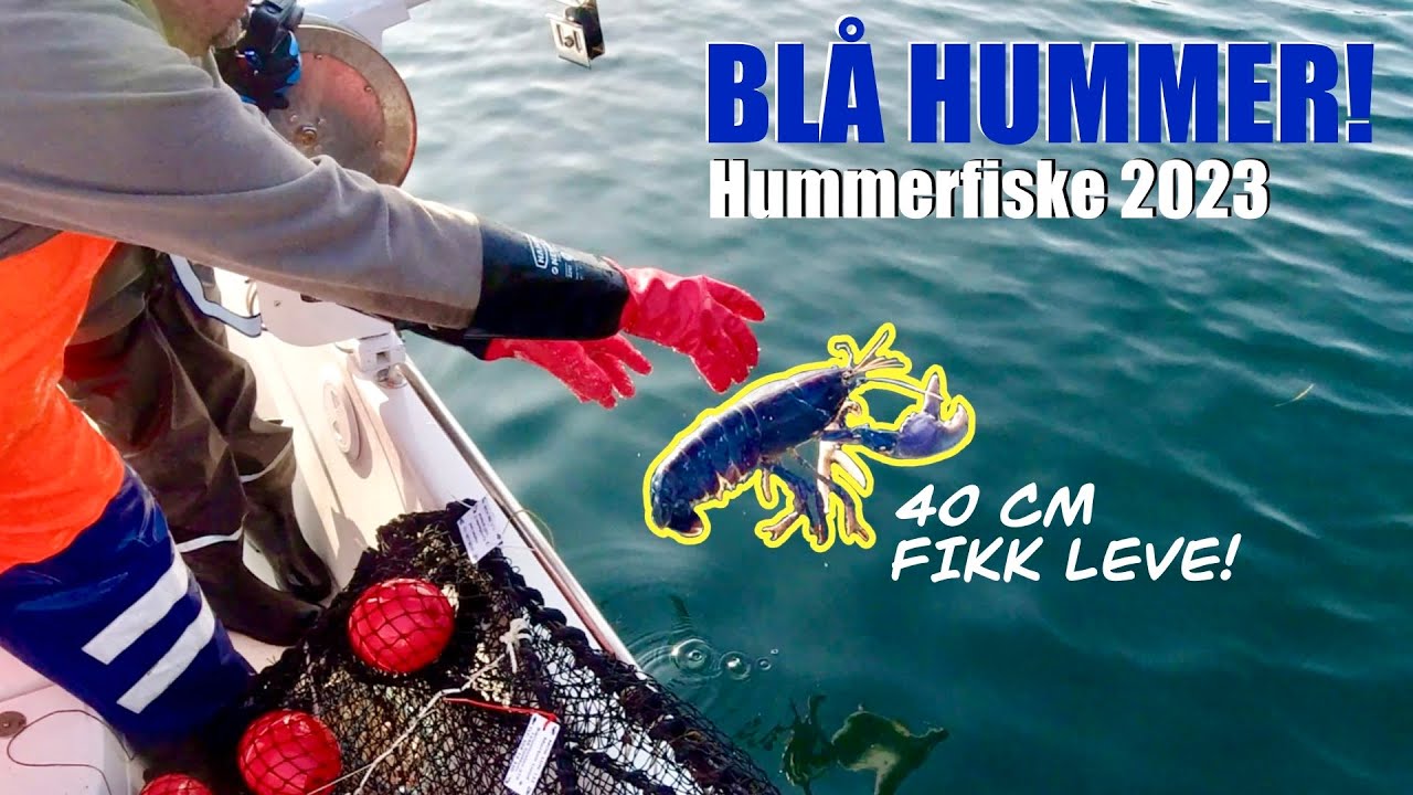 Hummerfiske 2023🦞🦞 FIKK STOR BLÅ HUMMER!! LOBSTER FISHING 2023🦞🦞 GOT BIG BLUE LOBSTER!!