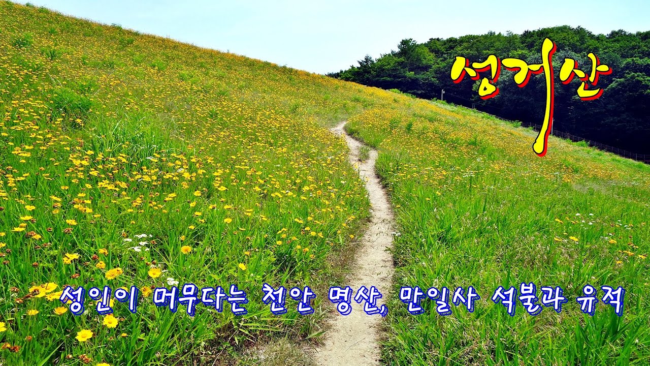 천안 성거산...금북정맥 성거산,천흥저수지 금계국과 성거산,왕자봉 지나 만일사 유적답사
