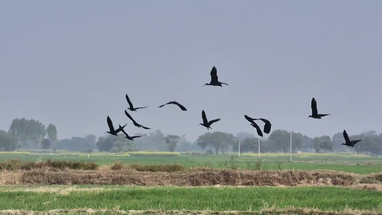 विदेशी पक्षियों का पलायन अब धीरे-धीरे हो रहा है,खिली धूप से #animallovers #Birds #birdsounds#bird 