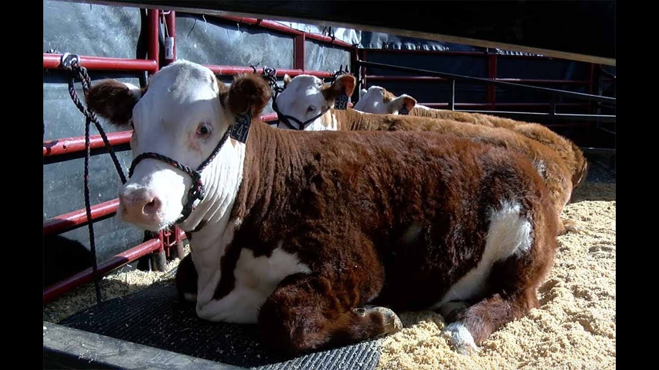 Stock Show weather?  Not exactly.  Sunny and 65.