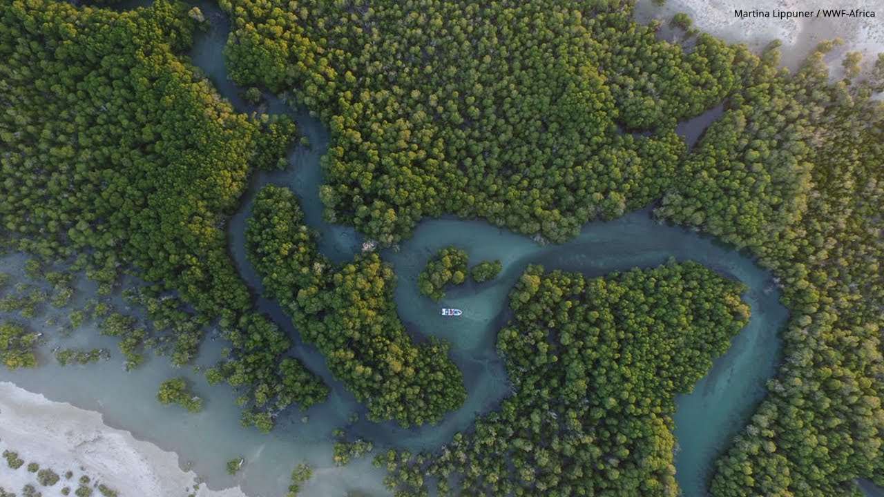 Announcing WWF&rsquo;s New Partnership with the Bezos Earth Fund